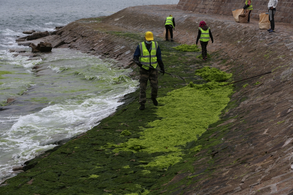 Workers clear algae along the coast in Qingdao, Shandong province, China June 12, 2021. Picture taken June 12, 2021. China Daily via REUTERS