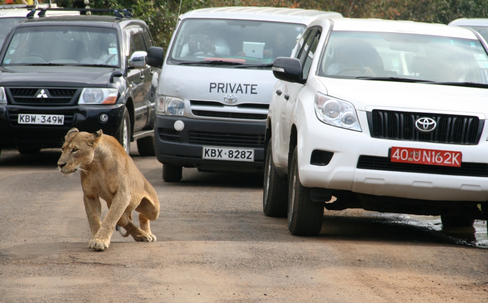 A lioness walks along a road as visitors sit in their vehicles at Nairobi's National Park in Kenya's capital Nairobi, July 12, 2014. Picture taken July 12, 2014. REUTERS/Edmund Blair/File Photo