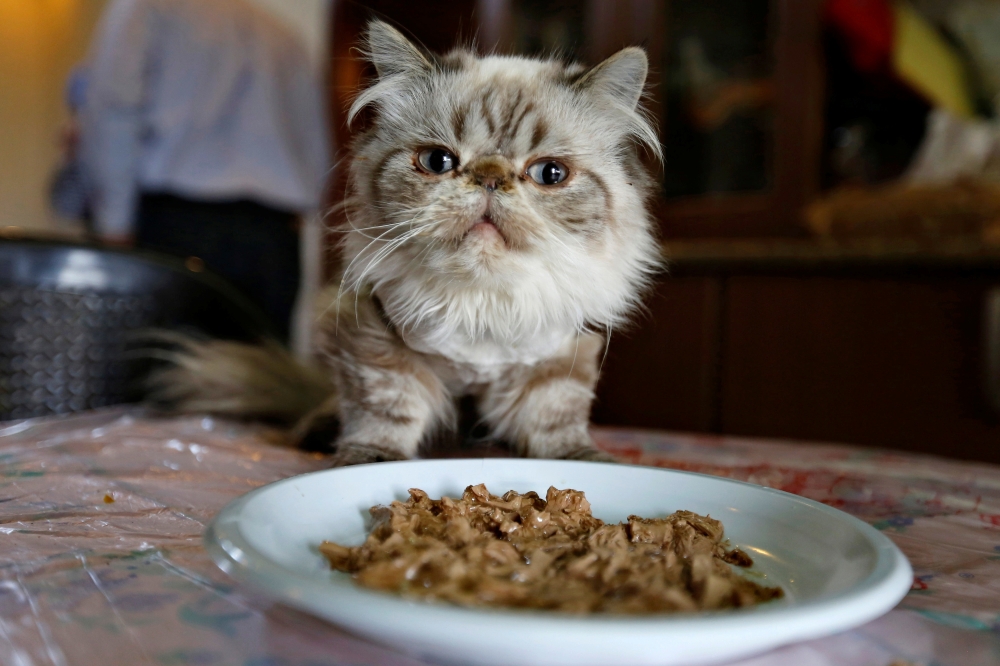 A cat eats in a home in Amman, March 17, 2015. REUTERS/Muhammad Hamed/File Photo