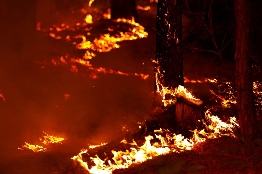 Flames from the Caldor Fire burn through the Eldorado National Forest near Kyburz, California, U.S. August 21, 2021. REUTERS/Fred Greaves
