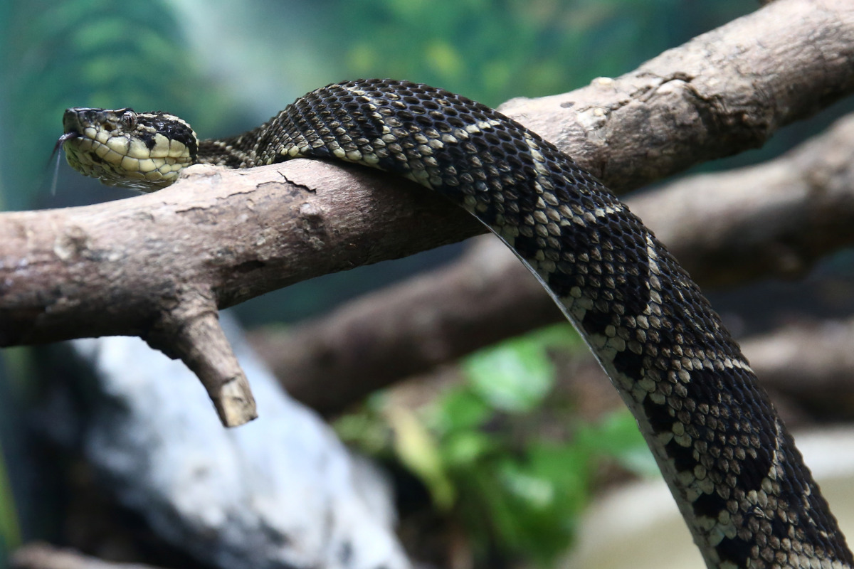 A jararacussu snake, whose venom is used in a study against the coronavirus disease (COVID-19), is seen at Butantan Institute in Sao Paulo, Brazil August 27, 2021. Picture taken August 27, 2021. REUTERS/Carla Carniel
