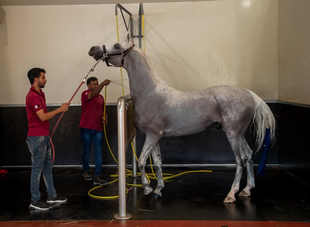 Qatar Foundation’s Equine Veterinary Medical Center team with a horse during the rehabilitation study.