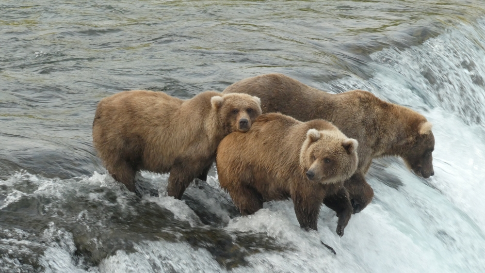 Brown bear cub 128 (front) stands by a riven fattening up before hibernation at Katmai National Park and Preserve in Alaska, U.S. September 5, 2021. Naomi Boak/US National Park Service/Handout via Reuters