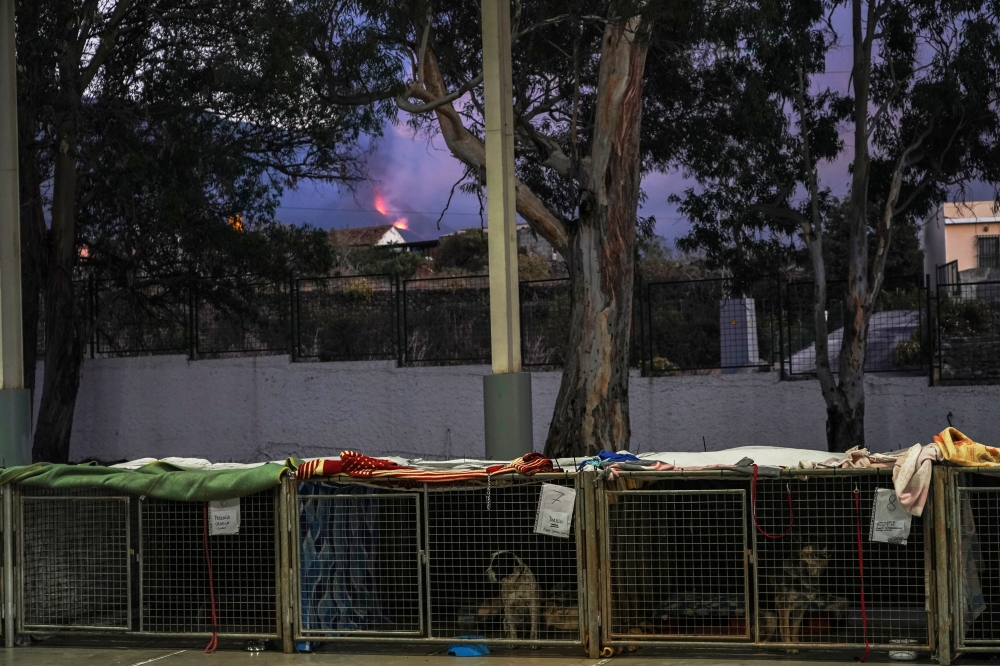Animals hosted by Benawara Animal and Plant Protection Association due to the eruption of the Cumbre Vieja Volcano are seen in Los Llanos de Aridane, on the Canary Island of La Palma, Spain, October 5, 2021. Picture taken October 5, 2021. REUTERS/Juan Med