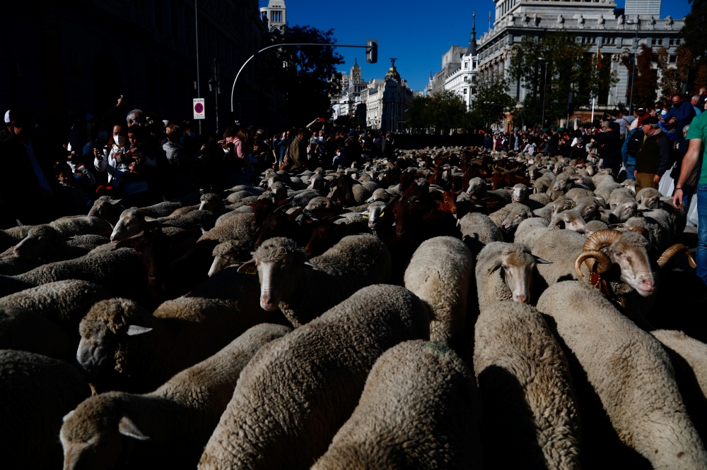 People watch a flock of sheep during the annual parade on the streets of Madrid, as shepherds demand to exercise their right to use traditional migration routes for their livestock from northern Spain to winter grazing pasture land in southern Spain, Octo