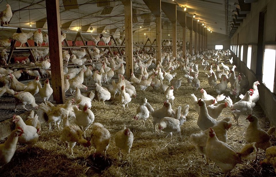 Free range chickens are kept indoors in a free range poultry farm in Ruurlo, the Netherlands, August 23, 2005. REUTERS/Michael Kooren

