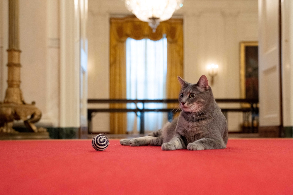 Willow, U.S. President Joe Biden and first lady Jill Biden’s new pet cat, is seen in a White House handout photo as she sits in the Cross Hall of the White House in Washington, U.S., January 27, 2022. Picture taken January 27, 2022. Erin Scott/The White House/Handout via REUTERS 