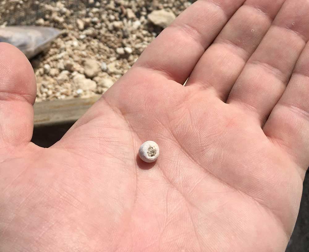 Qatar Museums discovers Qatar's oldest known natural pearl bead - Vimarsana News
