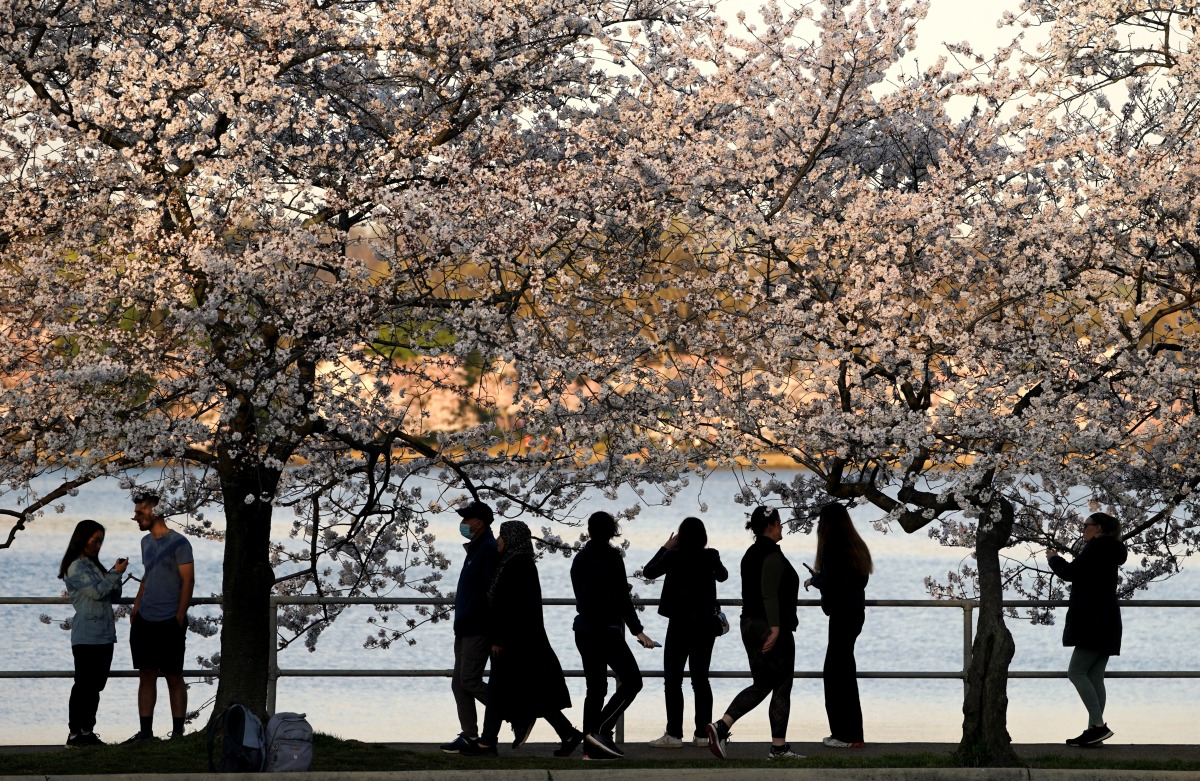 Early risers view cherry blossoms in peak bloom along the Tidal Basin in Washington, U.S., March 22, 2022. REUTERS/Kevin Lamarque
