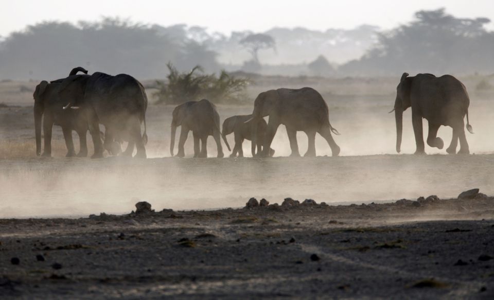A family of elephants walk to a water pond at dusk in Amboseli national park, 290 km (188 miles) southeast of capital Nairobi, File.  REUTERS/Goran Tomasevic  