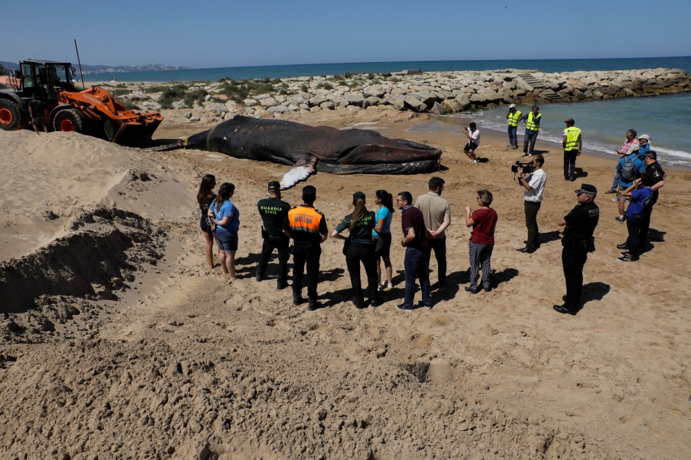 A 30-tonne, 14-metre-long whale that washed up dead on the beach is tied to an excavator, in the Valencian town of Tavernes de la Valldigna, Spain, May 27, 2022. REUTERS/Eva Manez