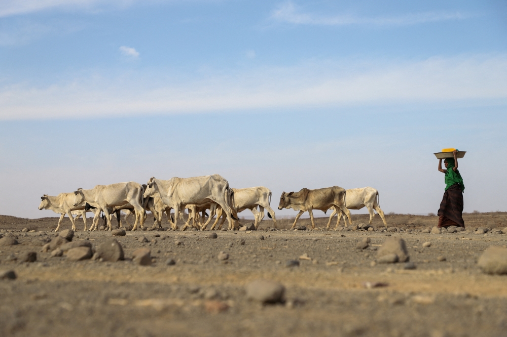 A woman drives a herd of cattle to a river side in Adadle district, Biyolow Kebele in Somali region of Ethiopia, in this undated handout photograph. (World Food Programme/Handout via REUTERS) 