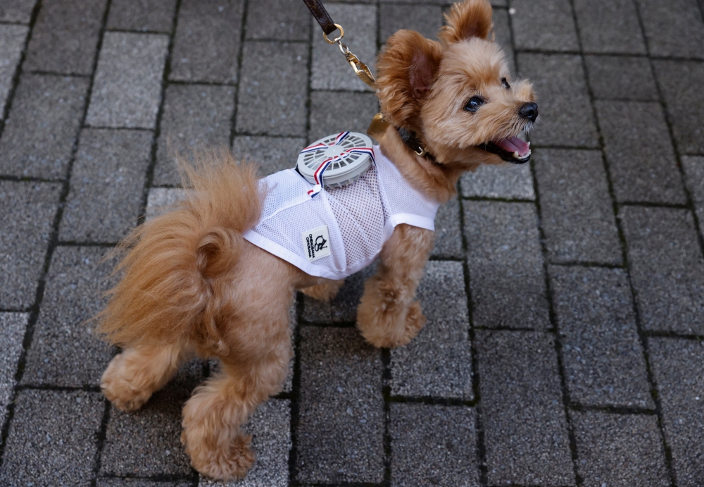 A 9-y-o female pet dog named Moco, a Pomeranian and Poodle Mix, wears a battery-powered fan outfit for pets, developed by Japanese maternity clothing maker 