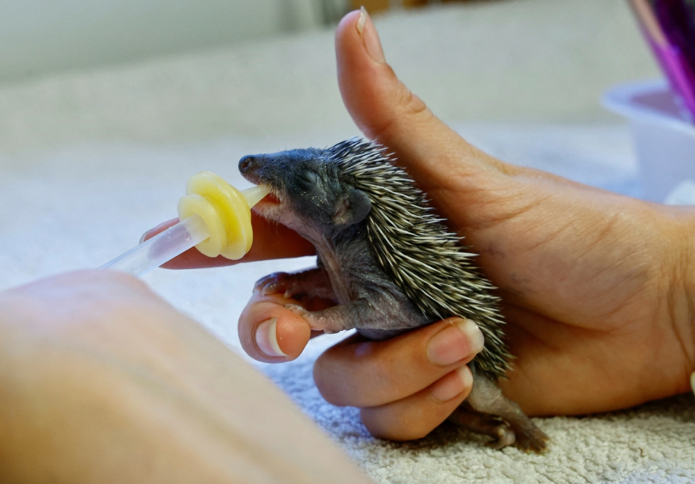 A caretaker feeds a hedgehog that was taken in the CSAM wildlife centre due to hot weather and drought in Saint-Cezaire-Sur-Siagne, France, August 1, 2022. REUTERS/Eric Gaillard