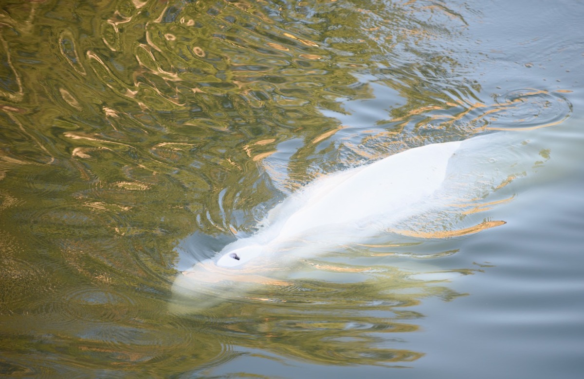 Pic: Twitter / Sea Shepherd France