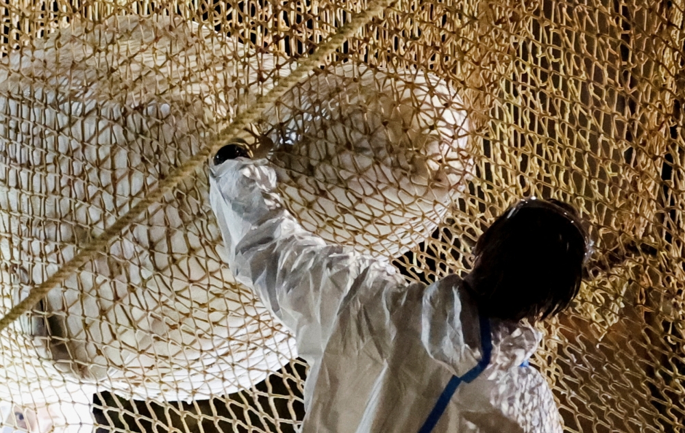 A rescuer reaches out a hand to a Beluga whale as firefighters and members of a search and rescue team pull up a net to rescue the whale, which had strayed into France's Seine river, near the Notre-Dame-de-la-Garenne lock in Saint-Pierre-la-Garenne, France, August 10, 2022. REUTERS/Benoit Tessier