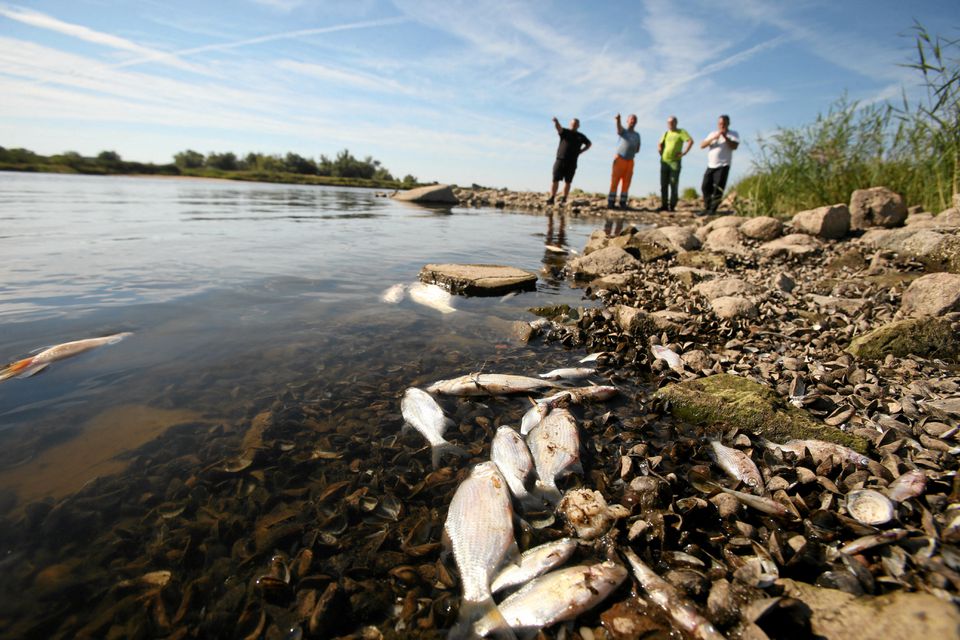 People look at the dead fish on the banks of the Oder river, as water has been contaminated and is causing the mass extinction of fish in the river, in Bielinek, Poland, August, 11, 2022. Cezary Aszkiełowicz/Agencja Wyborcza.pl via REUTERS