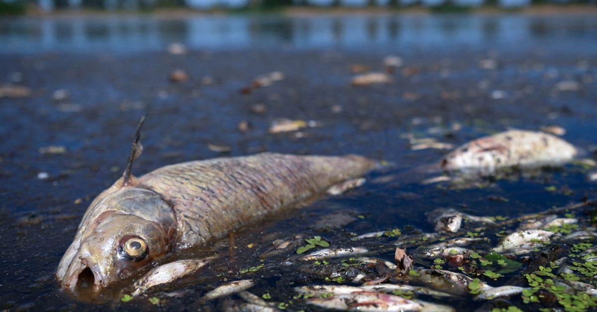 Tonnes of dead fish have been hauled out of the River Oder, which flows along part of Poland's border with Germany. (Reuters / File Photo)

