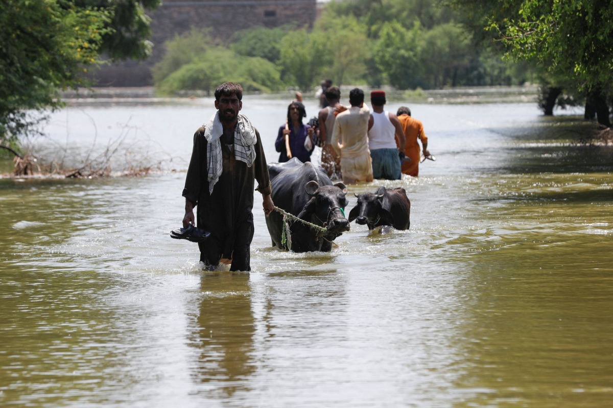 A man pulls his animals while others go to salvage their belongings amid rising flood water, following rains and floods during the monsoon season on the outskirts of Bhan Syedabad, Pakistan, on September 8, 2022.  File Photo / Reuters
