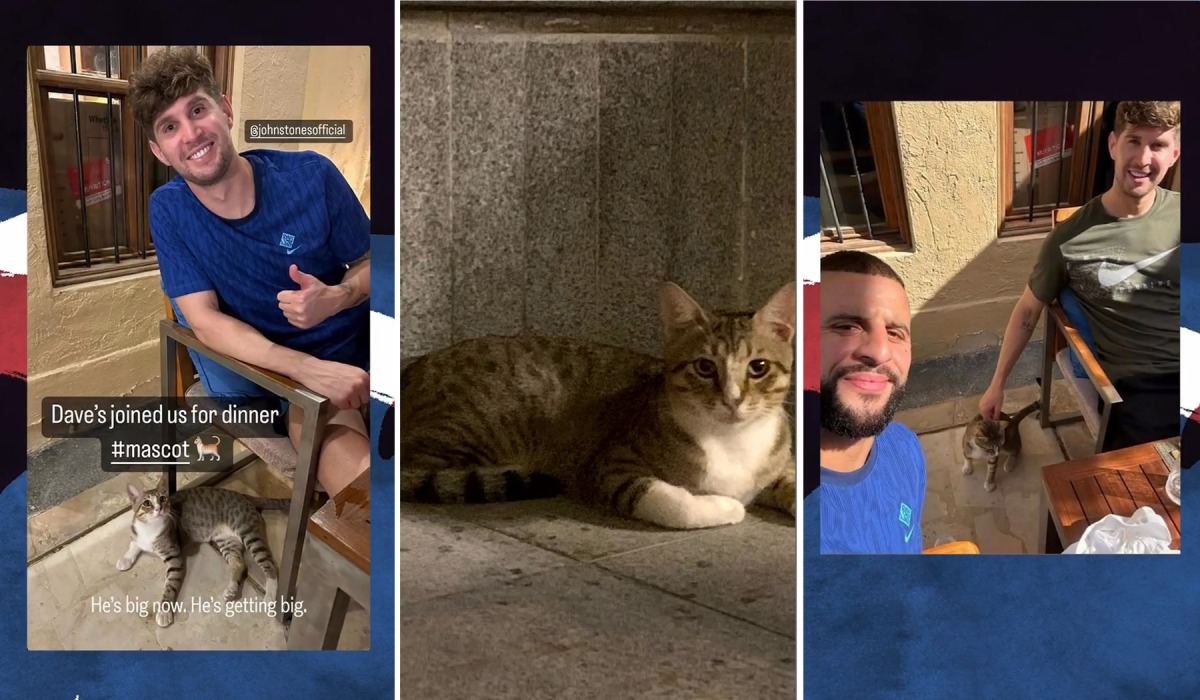 England players adopt Dave, a stray cat from Qatar after World Cup exit