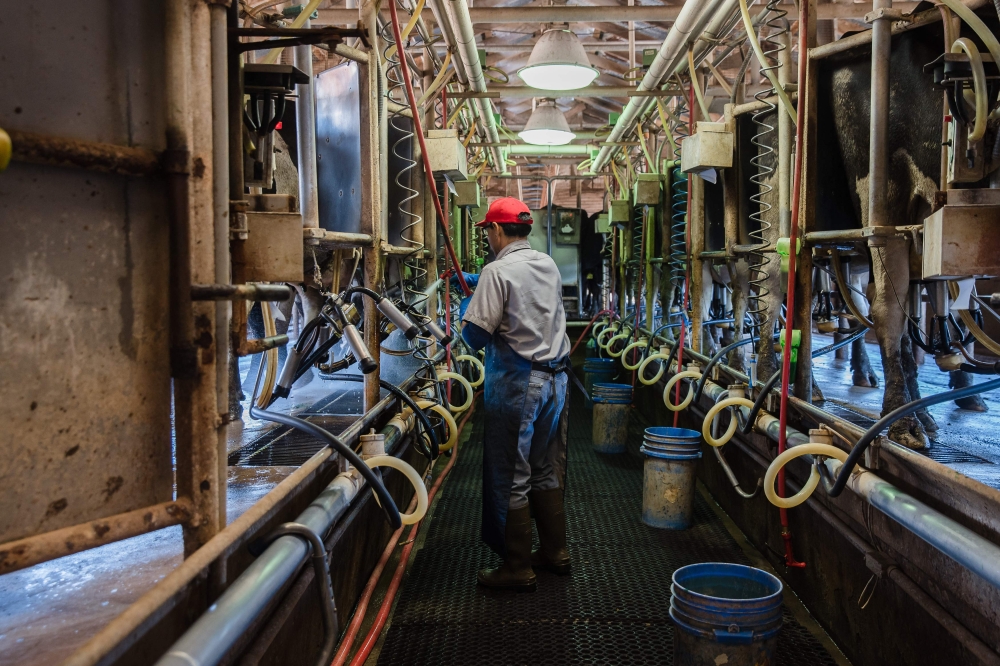 In this file photo taken on April 16, 2020, Raul Pedroza Cedillo milks Holstein cows at Frank Konyn Dairy Inc., in Escondido, California.  (Photo by ARIANA DREHSLER / AFP)