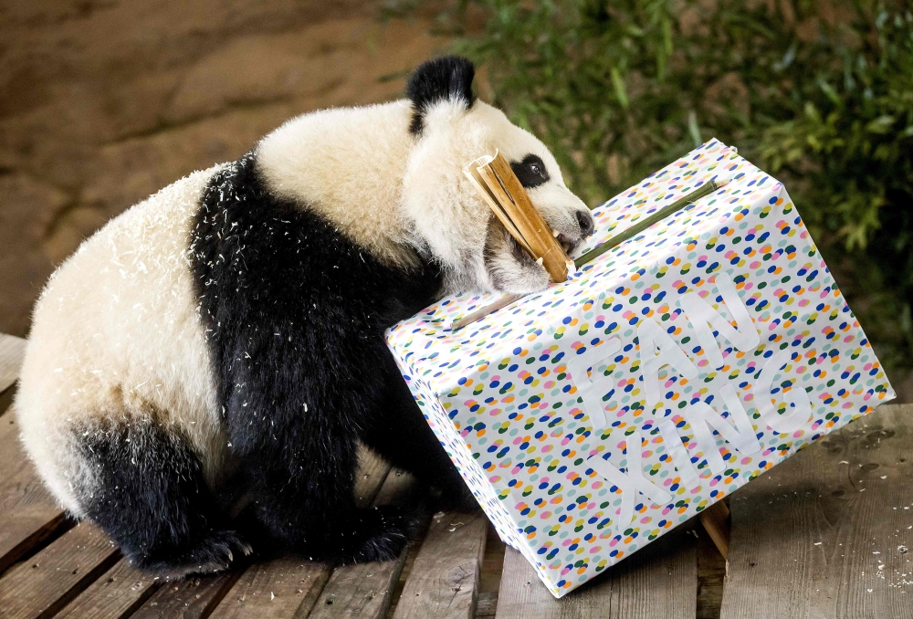 In this file photo taken on May 1, 2022, Giant panda Fan Xing celebrates its second birthday at the Ouwehands Zoo in Rhenen, Netherlands. (Photo by Koen van Weel / ANP / AFP)