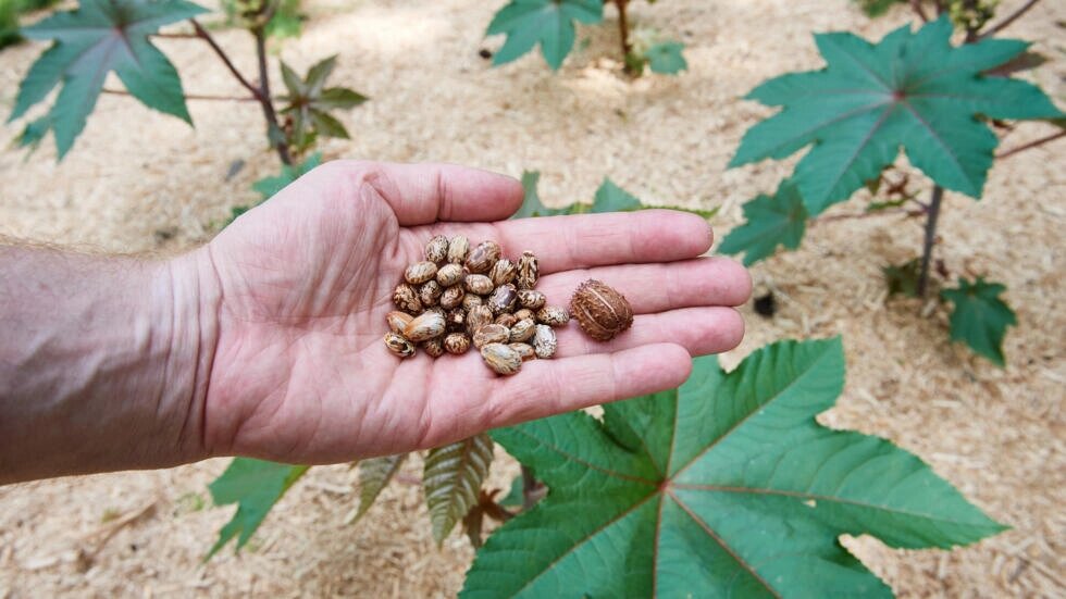 Seeds of the castor oil plant (Ricinus communis)which can be used to make the deadly poison ricin. Bernd Thissen / dpa/AFP
