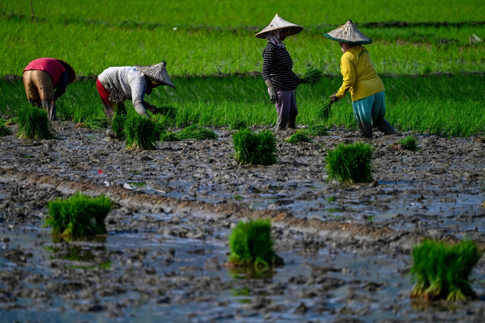 Farmers plant rice seeds at a paddy field in Samahani in Indonesia's Aceh province on January 25, 2023. (Photo by CHAIDEER MAHYUDDIN / AFP)
