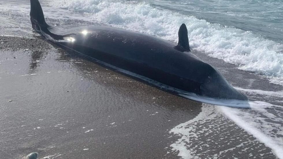 A whale is found washed up dead on the beach in the village of Argaka on the rugged north coast of Cyprus. (AFP)