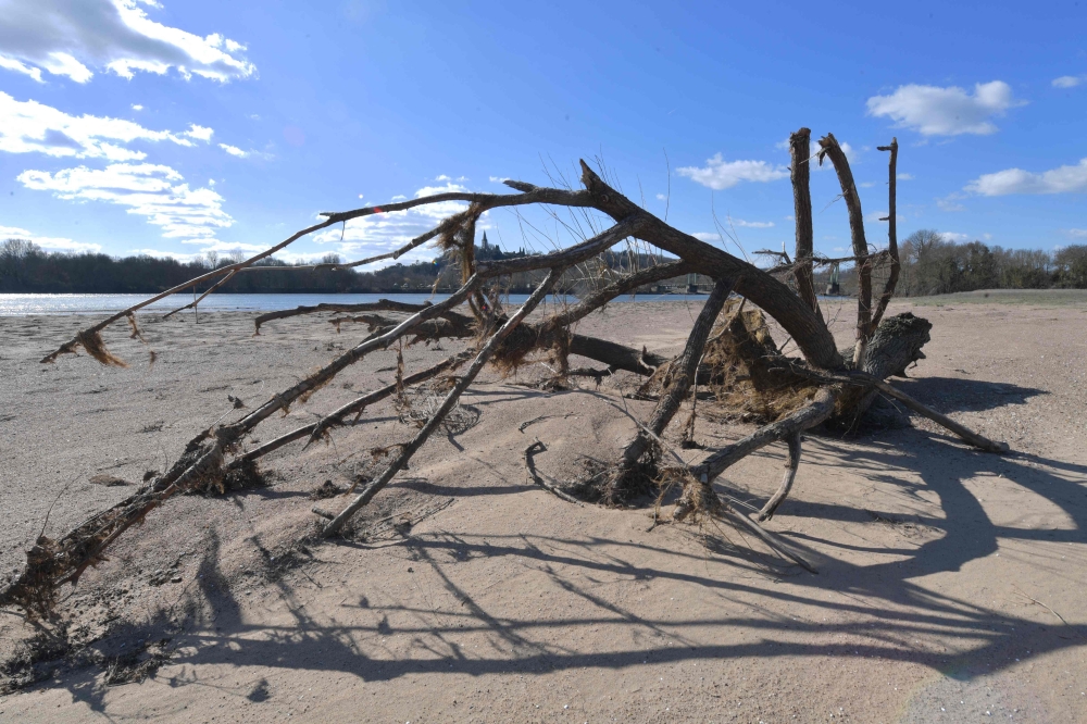 This photograph taken on February 26, 2023, shows the trunk of a fallen tree on the dry riverbed of the Loire river, in Les Rosiers-sur-Loire, near Angers, western France. (Photo by JEAN-FRANCOIS MONIER / AFP)