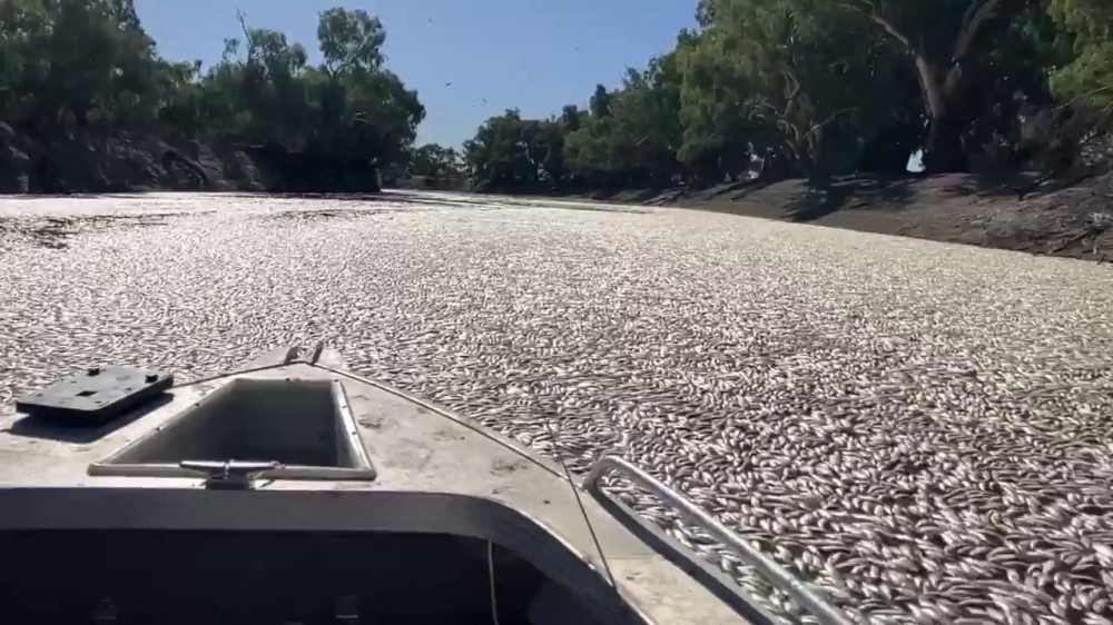 This image grab from a video taken on March 17, 2023 courtesy of Graeme McCrabb shows dead fish clogging a river near the town of Menindee in New South Wales. (Photo by Handout / Courtesy of Graeme McCrabb / AFP) 