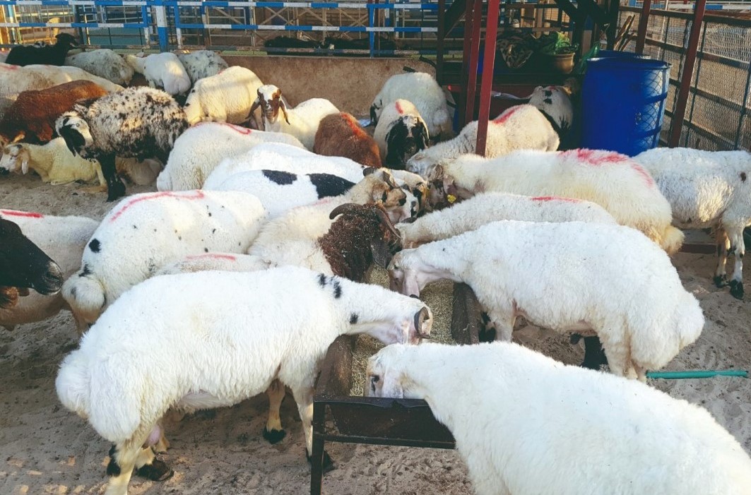 File Photo: Livestock at Al Wakra Central Market. (Pic by Abdul Basit / The Peninsula)