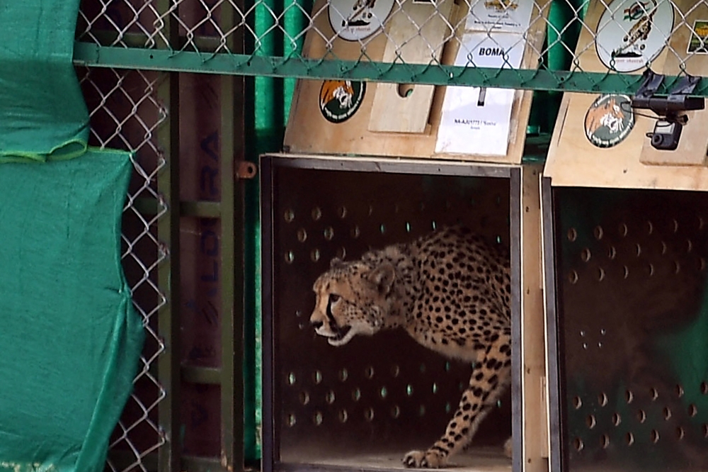  In this file handout photograph taken on September 17, 2022 and released by the Indian Press Information Bureau (PIB) shows a wild cheetah being released at Kuno National Park in Madhya Pradesh state. Photo by PIB / AFP