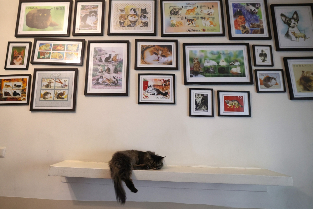 A cat rests at the 