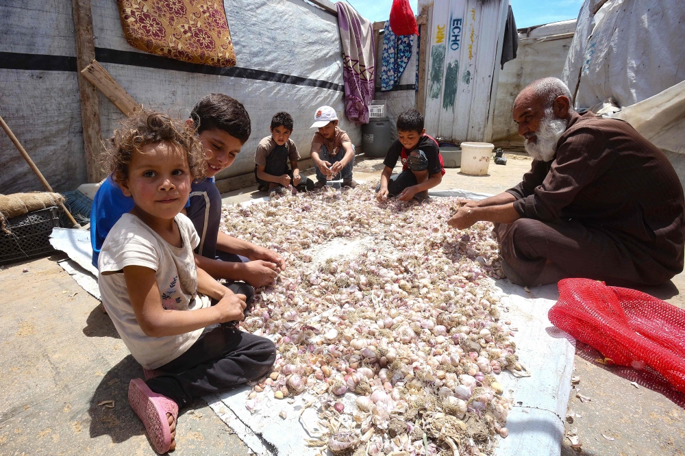 In this picture taken on June 13, 2023, Ibrahim al-Korbaw, a 48-year-old Syrian refugee and his children, shell cloves of garlic in front of the family tent at a refugee camp in Saadnayel in eastern Lebanon's Bekaa Valley. Photo by ANWAR AMRO / AFP)
