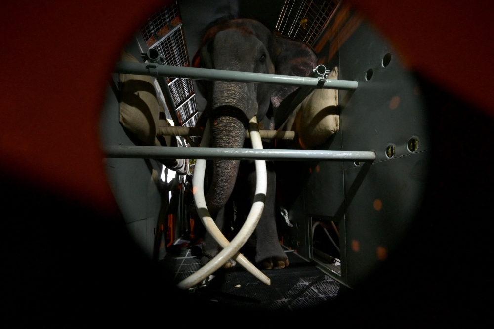Elephant Muthu Raja is seen inside a cage before departure from the Dehiwala Zoo in Colombo on July 2, 2023. (Photo by Ishara S. KODIKARA / AFP)
