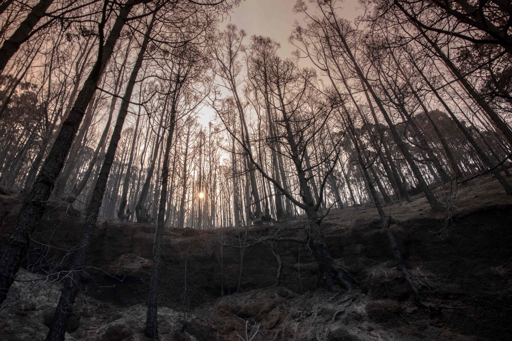 Picture shows a forest in El Rosario after being ravaged by a wildfire raging in the interior of the Canary island of Tenerife, on August 18, 2023. Photo by DESIREE MARTIN / AFP