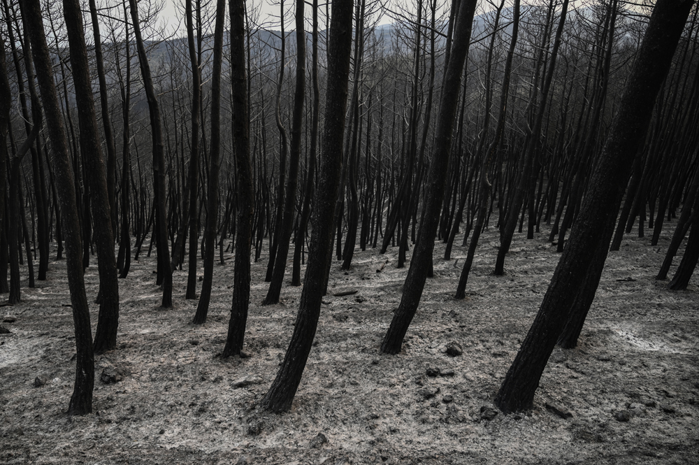 This photograph taken on August 24, 2023 shows a burned forest during wildfires in Kirki, a village near Alexandroupoli. Photo by Sakis MITROLIDIS / AFP