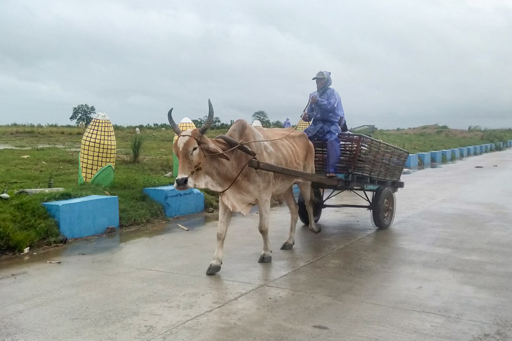 A man braves heavy showers and winds while evacuating his cattle as Typhoon Saola brushes past Ilagan City, Isabela Province, north of Manila on August 27, 2023. Photo by AFP