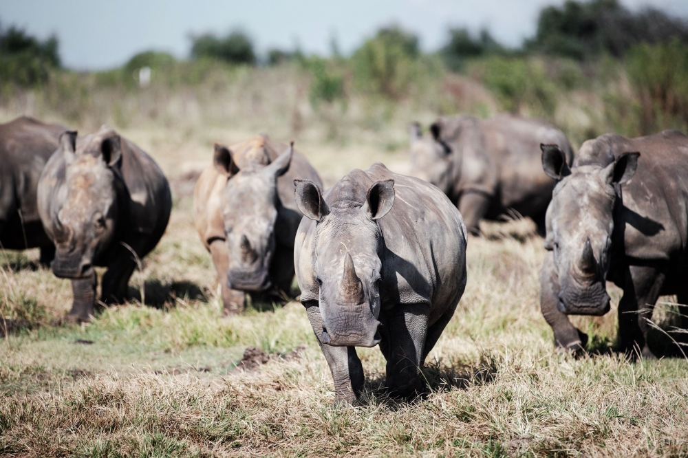 Rhinos are seen at an undisclosed location in the North-West Province of South Africa, on April 2, 2023. (Photo by Luca Sola / AFP)

