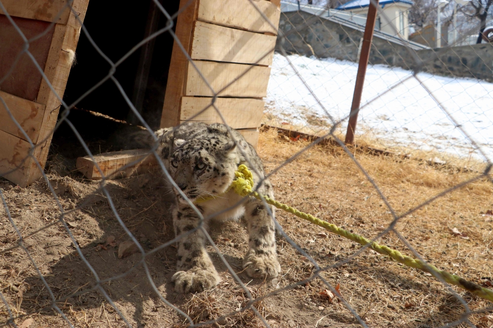 A snow leopard is seen in a cage at the governor's house in Fayzabad on February 4, 2024. (Photo by Omer Abrar / AFP)
