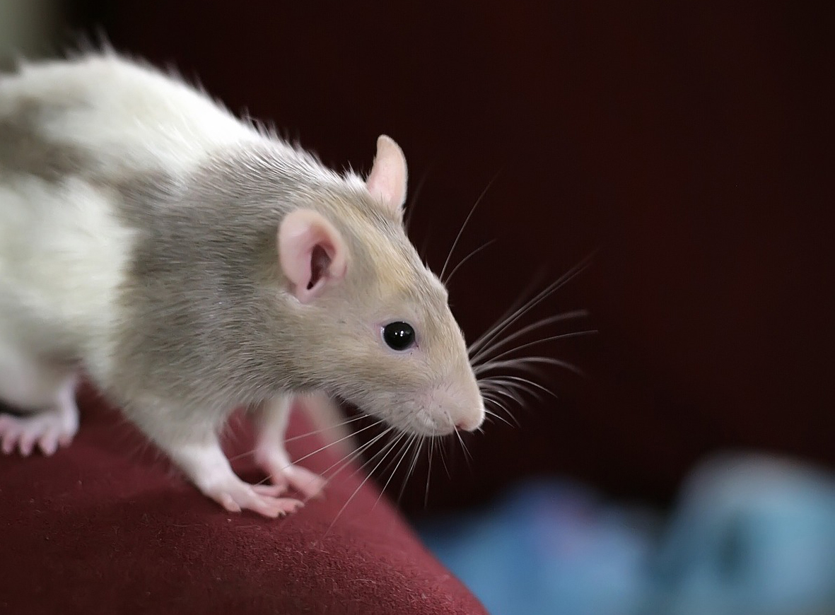 Rat on a plane sparks worries for Sri Lanka's airline The Peninsula Qatar