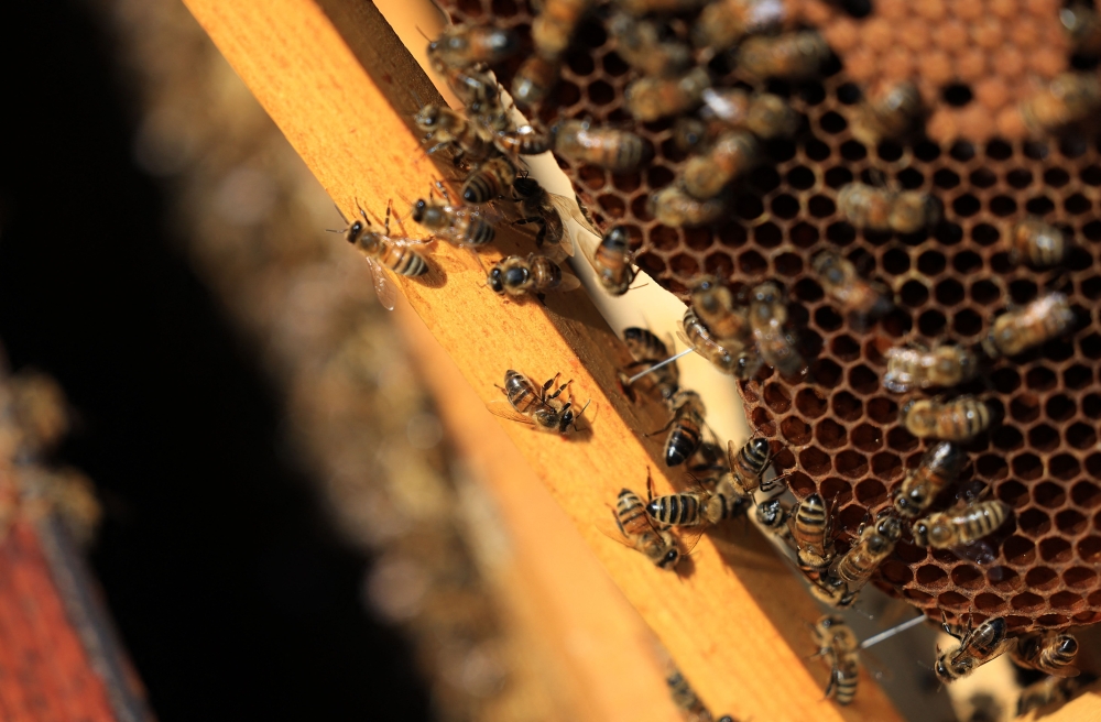 This photograph shows honey bees in their beehive at honey producer La Ruche des Puys in Saint Ours, Auvergne, on August 20, 2024. (Photo by Emmanuel DUNAND / AFP)
