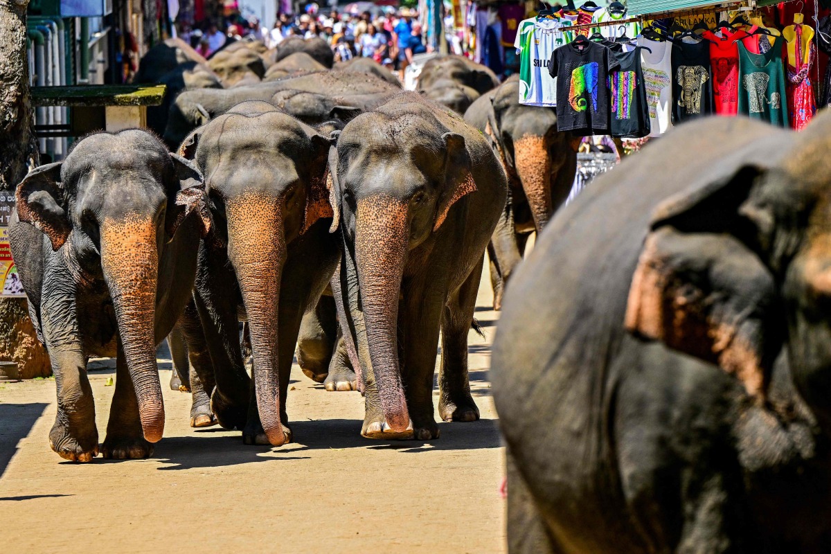 Elephants return to the Pinnawala Elephant Orphanage after taking their daily bath in a river in Pinnawala on February 16, 2025. (Photo by Ishara S. KODIKARA / AFP)
