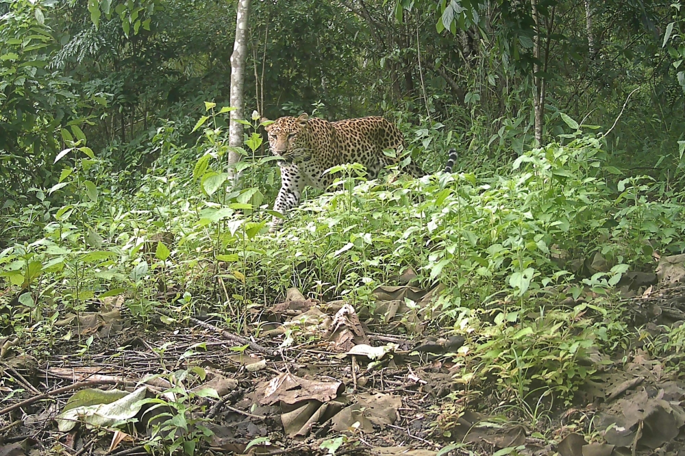 This undated handout photo released by the Bangladesh's Creative Conservation Alliance and obtained on June 26, 2025 shows a leopard at the Chittagong Hill Tracts in Bangladesh. (Photo by Bangladesh's Creative Conservation Alliance / AFP) 