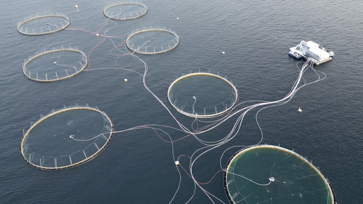 Norwegian salmon exports caught on US tariff hook