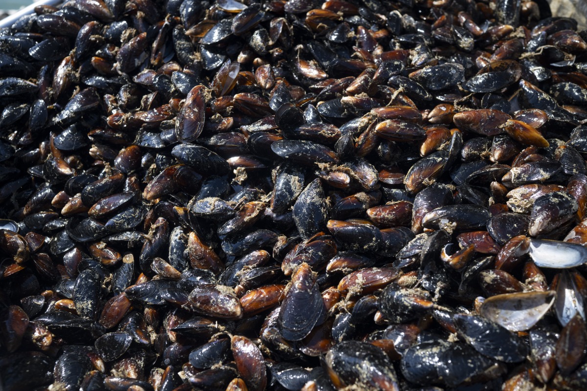 Mussels are collected on a harvesting ship near Cape Kaliakra, in the northern Bulgarian Black Sea Coast on August 18, 2025. Photo by Nikolay DOYCHINOV / AFP