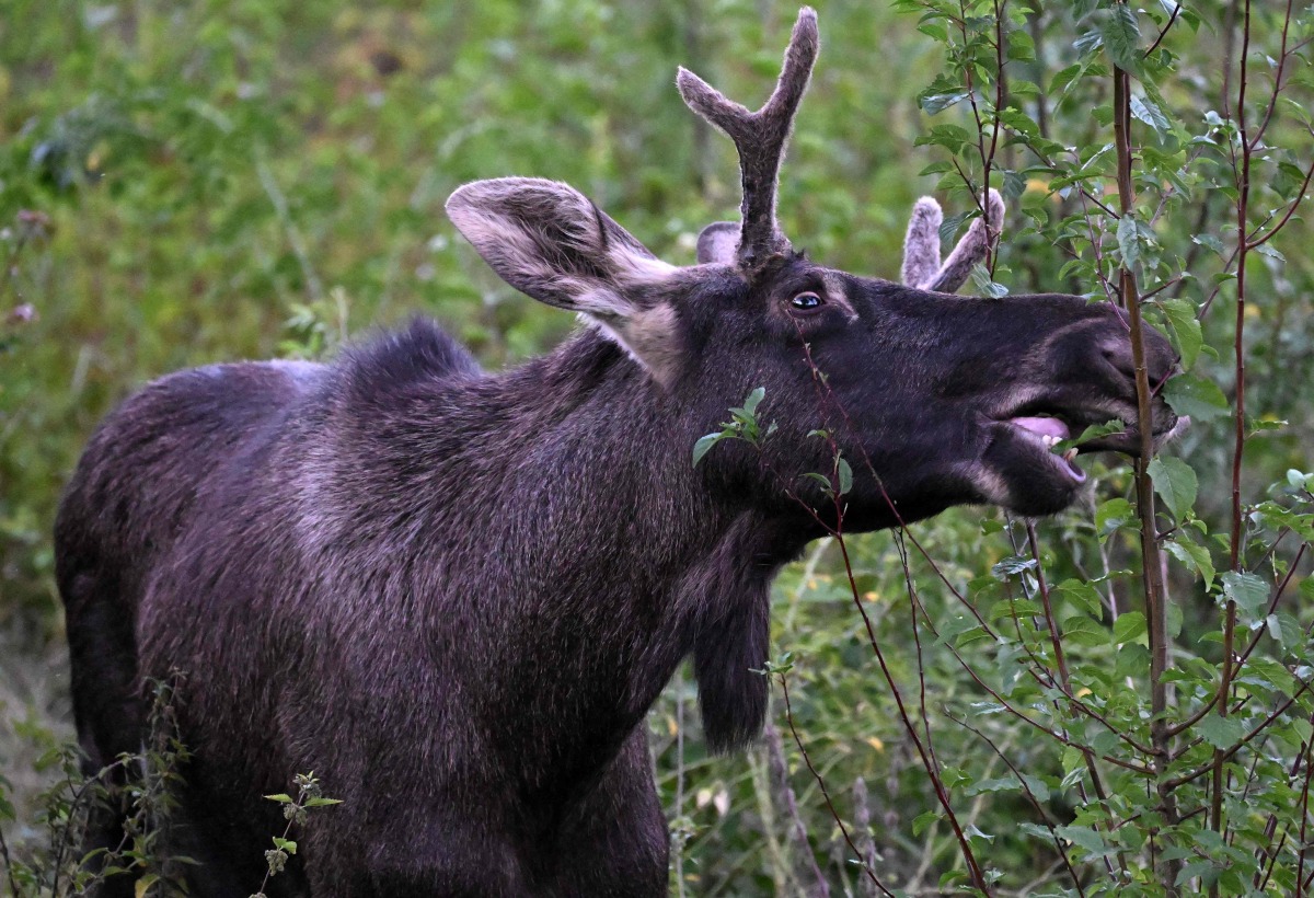 Moose Emil nibbles on a branch as he walks around in Saint Poelten, Austria on September 6, 2025. Photo by HELMUT FOHRINGER / APA / AFP