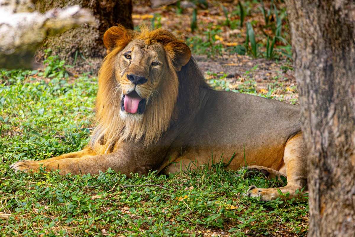 Image representation