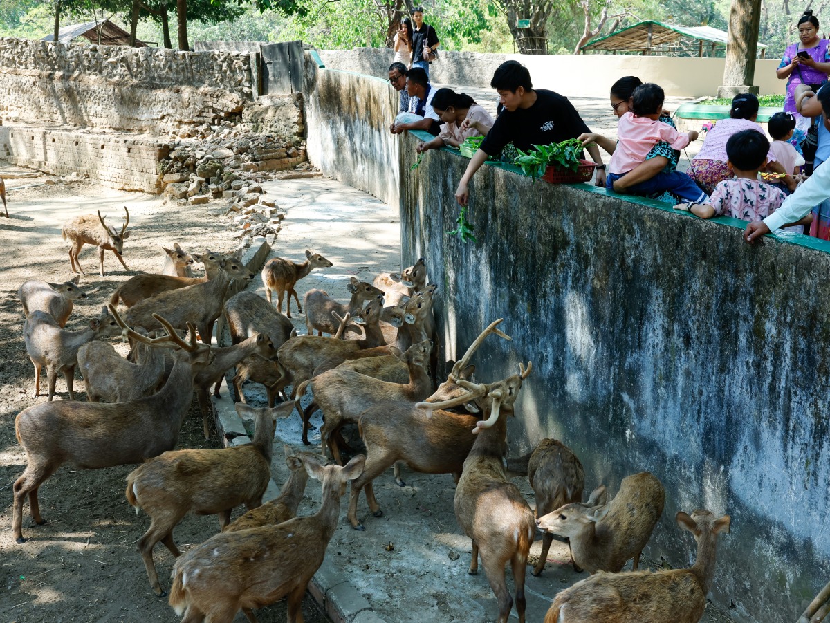 ​​​​​​​Myanmar's oldest zoo marks 120 years of wildlife conservation, education